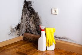 Best Water Damage & Mold Remediation  in Delta, CO